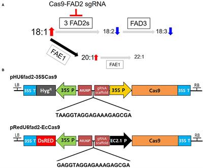 Increasing Monounsaturated Fatty Acid Contents in Hexaploid Camelina sativa Seed Oil by FAD2 Gene Knockout Using CRISPR-Cas9